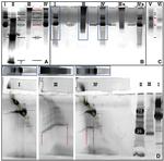 BMP-2 Antibody in Western Blot (WB)