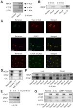 FGF2 Antibody in Western Blot (WB)