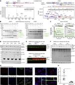 SARS/SARS-CoV-2 Nucleocapsid Antibody in Western Blot (WB)