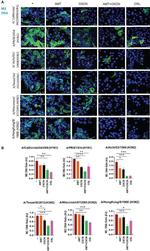 Influenza A M2 Antibody in Immunocytochemistry (ICC/IF)