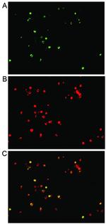 IL-17A Antibody in Immunocytochemistry, Immunohistochemistry (ICC/IF, IHC)