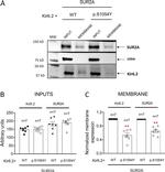 SUR2A Antibody in Western Blot (WB)