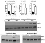 CD11c Antibody in Western Blot (WB)