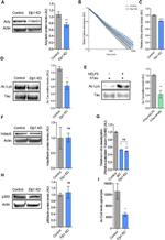 Tau Antibody in Western Blot, Immunoprecipitation (WB, IP)