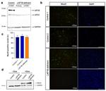 MYOD Antibody in Western Blot (WB)