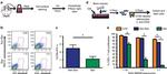 CD3e Antibody in Flow Cytometry (Flow)