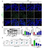 Caspase 3 Antibody in Western Blot (WB)