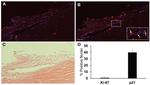 p21 Antibody in Immunohistochemistry (Paraffin) (IHC (P))