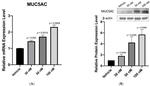 MUC5AC Antibody in Western Blot (WB)