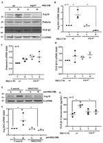 Podocin Antibody in Western Blot (WB)