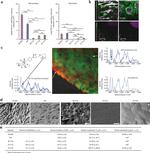 Ly-6G/Ly-6C Antibody in Flow Cytometry (Flow)