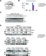 Androgen Receptor Antibody in Immunoprecipitation (IP)