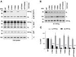 ATP1B1 Antibody in Western Blot (WB)