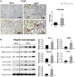 F4/80 Antibody in Immunohistochemistry (IHC)