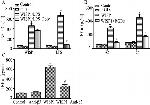 CD61 (Integrin beta 3) Antibody in ELISA, Neutralization (ELISA, Neu)