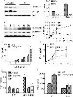 CD61 (Integrin beta 3) Antibody in Western Blot (WB)