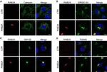 Calnexin Antibody in Immunocytochemistry (ICC/IF)