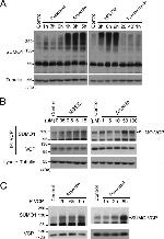 VCP Antibody in Immunoprecipitation (IP)