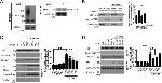 VCP Antibody in Western Blot (WB)