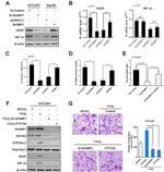 SH3BP1 Antibody