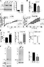 Synapsin 1 Antibody