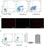 F4/80 Antibody in Immunocytochemistry (ICC/IF)