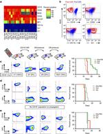 CD11b Antibody in Flow Cytometry (Flow)