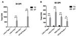 CD366 (TIM3) Antibody in Flow Cytometry (Flow)