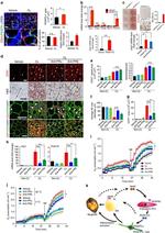 CD140a (PDGFRA) Antibody in Flow Cytometry (Flow)