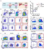 CD19 Antibody in Flow Cytometry (Flow)