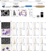 Ly-6G/Ly-6C Antibody in Flow Cytometry (Flow)