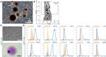 CD45.1 Antibody in Flow Cytometry (Flow)