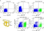 CD140b (PDGFRB) Antibody in Flow Cytometry (Flow)