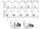 CD25 Antibody in Flow Cytometry (Flow)