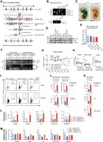 Ly-6G/Ly-6C Antibody in Flow Cytometry (Flow)