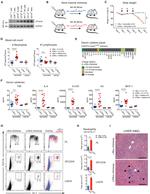 CD45.1 Antibody in Flow Cytometry (Flow)