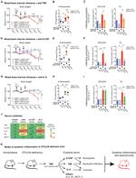 Ly-6G/Ly-6C Antibody in Flow Cytometry (Flow)