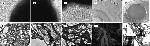 Collagen II Antibody in Immunohistochemistry (IHC)