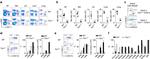 NK1.1 Antibody in Flow Cytometry (Flow)