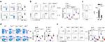 NK1.1 Antibody in Flow Cytometry (Flow)