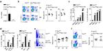 CD107a (LAMP-1) Antibody in Flow Cytometry (Flow)