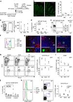 GL7 Antibody in Immunocytochemistry, Flow Cytometry (ICC/IF, Flow)