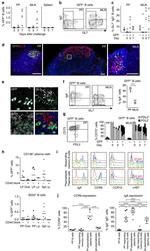 GL7 Antibody in Immunocytochemistry (ICC/IF)