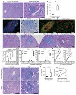 CD45 Antibody in Immunocytochemistry, Immunohistochemistry (Paraffin) (ICC/IF, IHC (P))