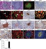 Ki-67 Antibody in Immunohistochemistry (Paraffin), Immunohistochemistry (PFA fixed) (IHC (P), IHC (PFA))