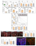 TER-119 Antibody in Flow Cytometry (Flow)