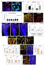 TER-119 Antibody in Flow Cytometry (Flow)