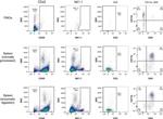 NK1.1 Antibody in Flow Cytometry (Flow)