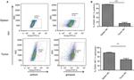 Perforin Antibody in Flow Cytometry (Flow)