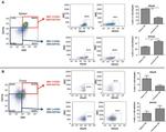 NK1.1 Antibody in Flow Cytometry (Flow)